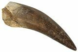 Fossil Plesiosaur (Zarafasaura) Tooth - Morocco #349874-1